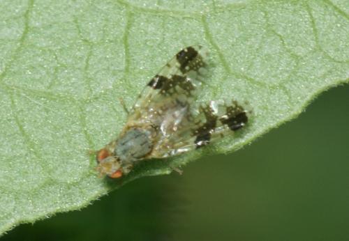 Tephritis bardanae